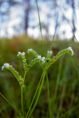 Mitreola