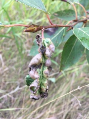 Thecabius populimonilis