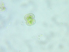 Cosmarium contractum