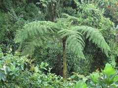 Cyathea