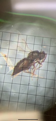Platygastridae