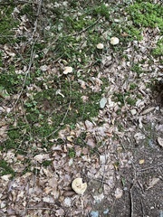 Suillus viscidus