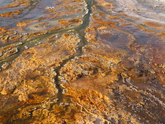 Sulfolobus solfataricus