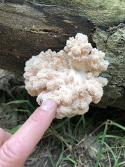 Hericium americanum