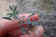 Indigofera candicans