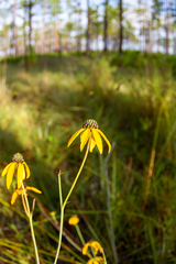 Helianthus angustifolius