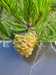 Pinus remota