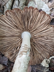 Amanita pelioma