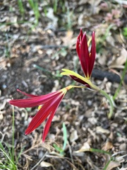 Zephyranthes bifida