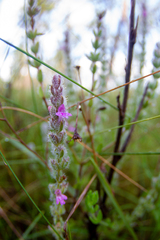 Stachydeoma graveolens