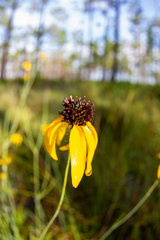 Helianthus angustifolius