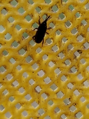 Sitophilus