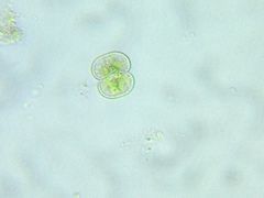 Cosmarium contractum