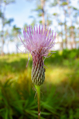 Cirsium lecontei