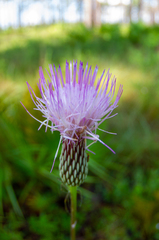 Cirsium lecontei