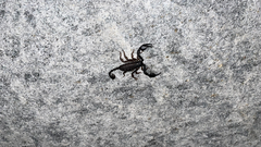 Euscorpius