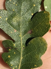 Neuroterus saltatorius