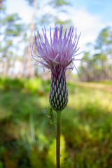 Cirsium lecontei