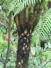 Cyathea