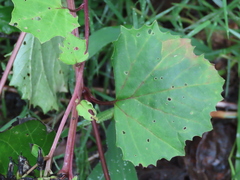 Arnoglossum reniforme