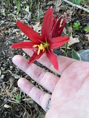 Zephyranthes bifida