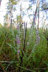 Stachydeoma graveolens