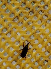 Sitophilus