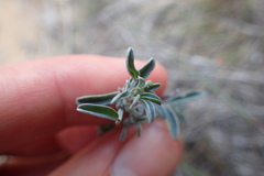 Indigofera candicans