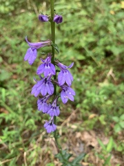 Lobelia puberula