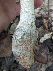 Amanita pelioma