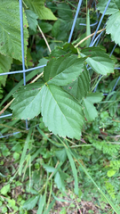 Rubus hispidus