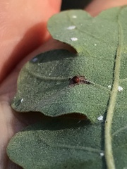 Neuroterus saltatorius