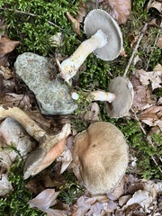 Suillus viscidus