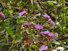 Andesanthus lepidotus