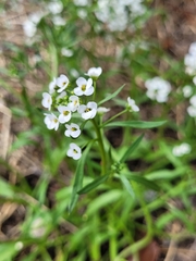 Lobularia maritima