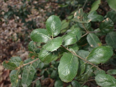 Dryocosmus minusculus