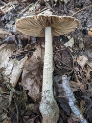 Amanita pelioma