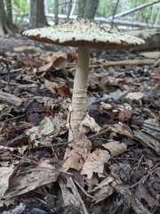 Amanita pelioma