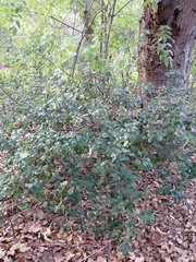 Dryocosmus minusculus