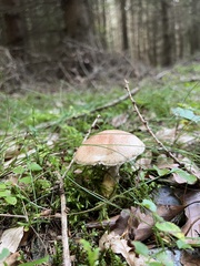 Suillus viscidus