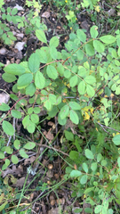 Rosa gymnocarpa