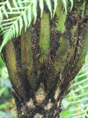 Cyathea