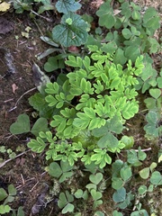 Corydalis scouleri
