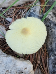 Leucocoprinus tricolor