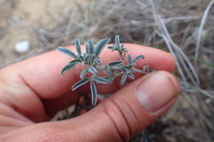 Indigofera candicans