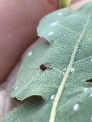 Neuroterus saltatorius