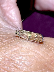 Cydia latiferreana