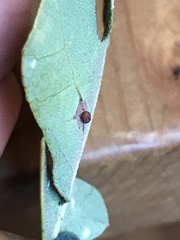 Neuroterus saltatorius