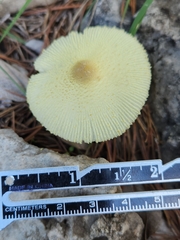 Leucocoprinus tricolor