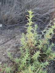 Salsola australis